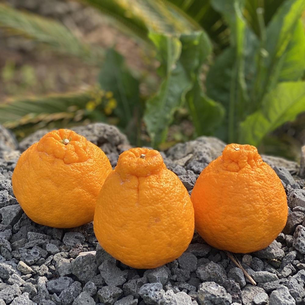 제주 고당도 한라봉 가정용 2kg 3kg 5kg - 상세 이미지 5