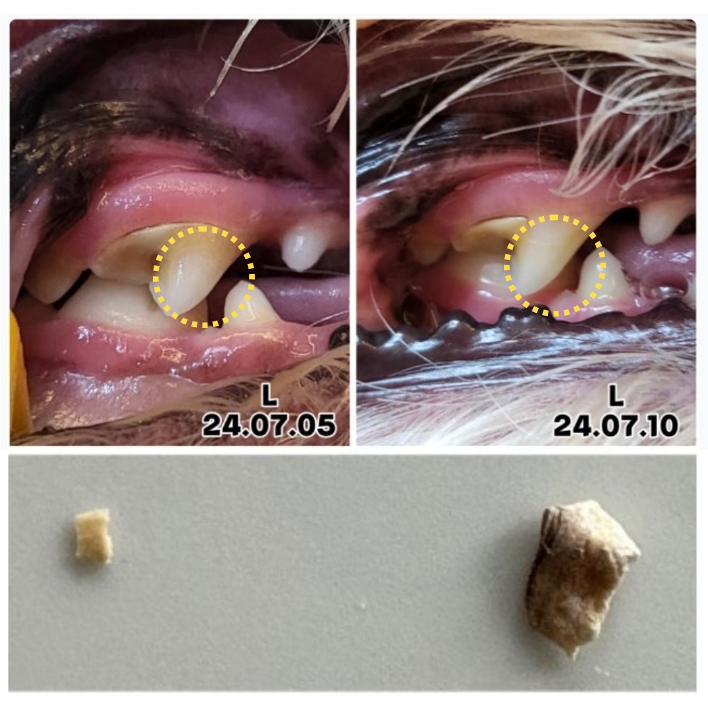 잠보아 강아지 뿌리는 치약 매일 쓰는 구강 스프레이 플라그리스