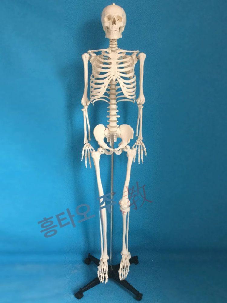인체 골격 뼈모형 전신 해부학 교구 척추 인대 교육용 받침대 - 상세 이미지 3