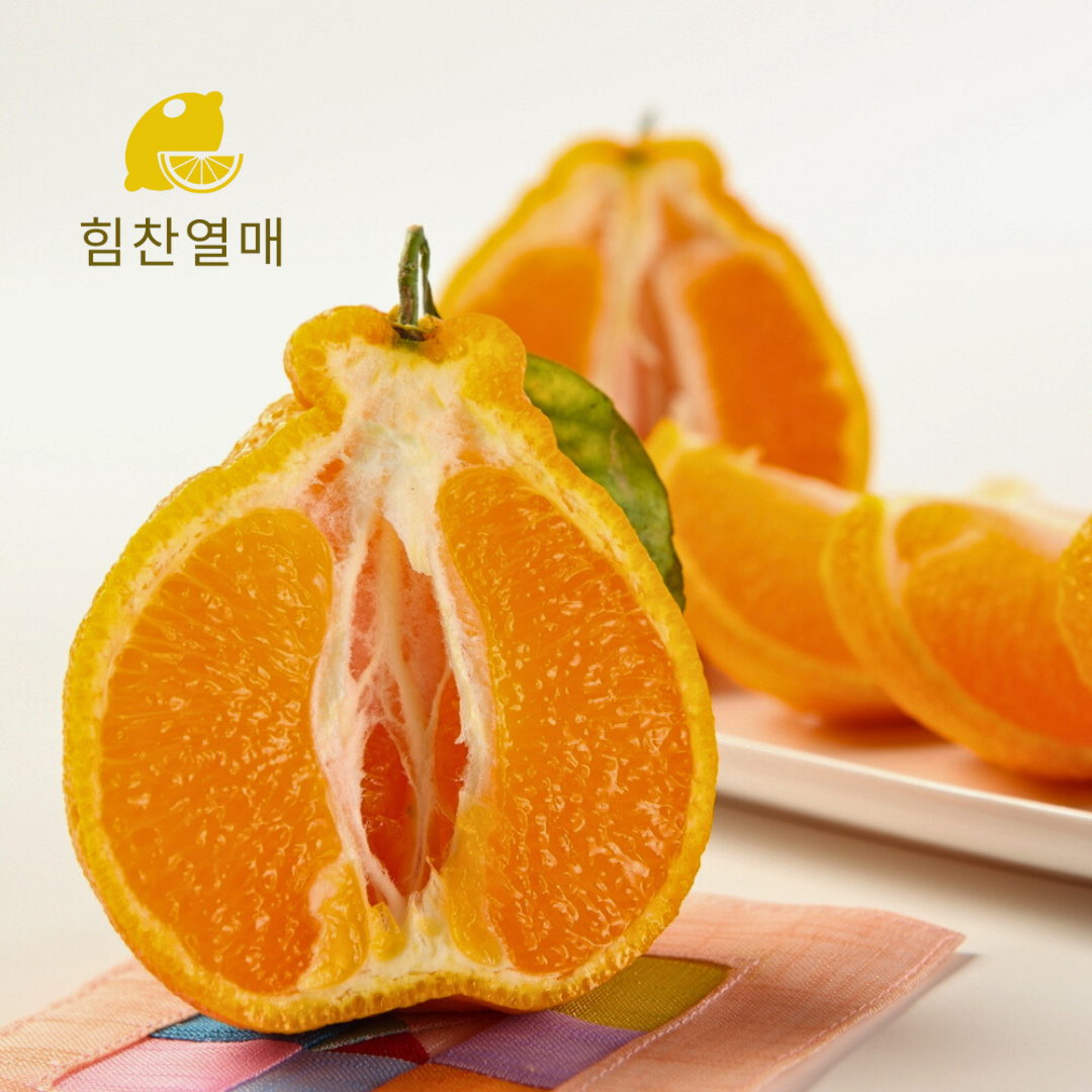 제주 고당도 한라봉 가정용 2kg 3kg 5kg - 상세 이미지 2