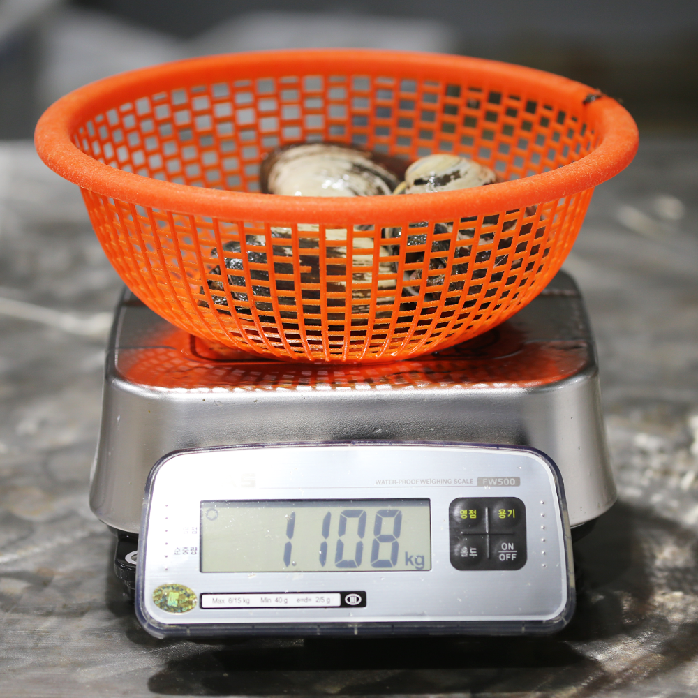 큰조개 코키리 우럭조개 왕우럭 코끼리 꼬끼리 콰호그 1kg - 상세 이미지 3