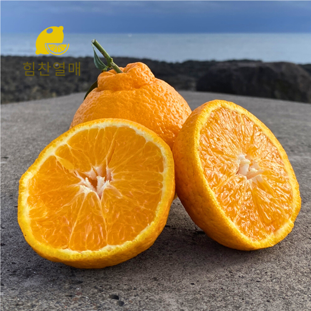 제주 고당도 한라봉 가정용 2kg 3kg 5kg - 메인 이미지