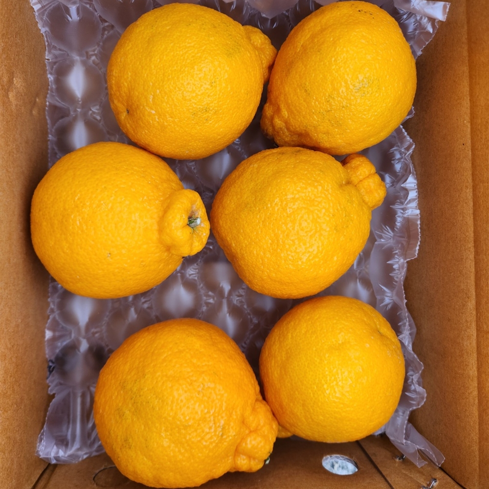 제주 고당도 한라봉 가정용 2kg 3kg 5kg - 상세 이미지 3
