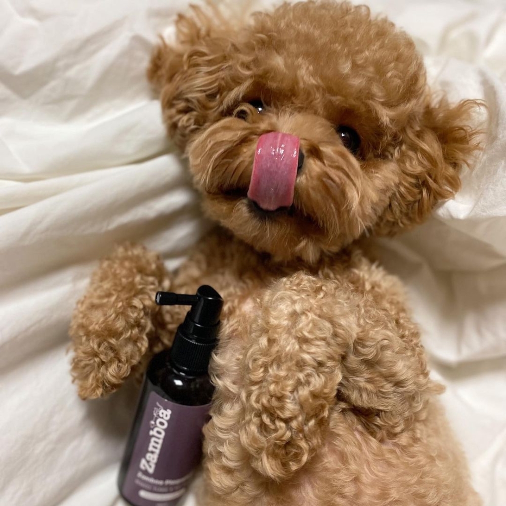 잠보아 강아지 뿌리는 치약 매일 쓰는 구강 스프레이 플라그리스