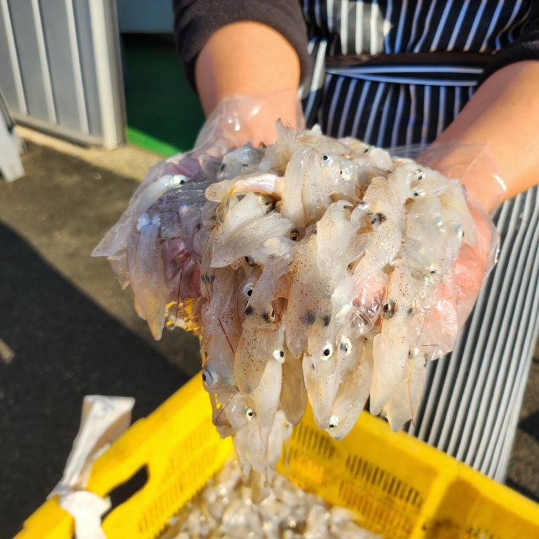 제철 생물 호래기 회 자연산 횟감용 꼴뚜기 새벽조업 당일출고 산지직송