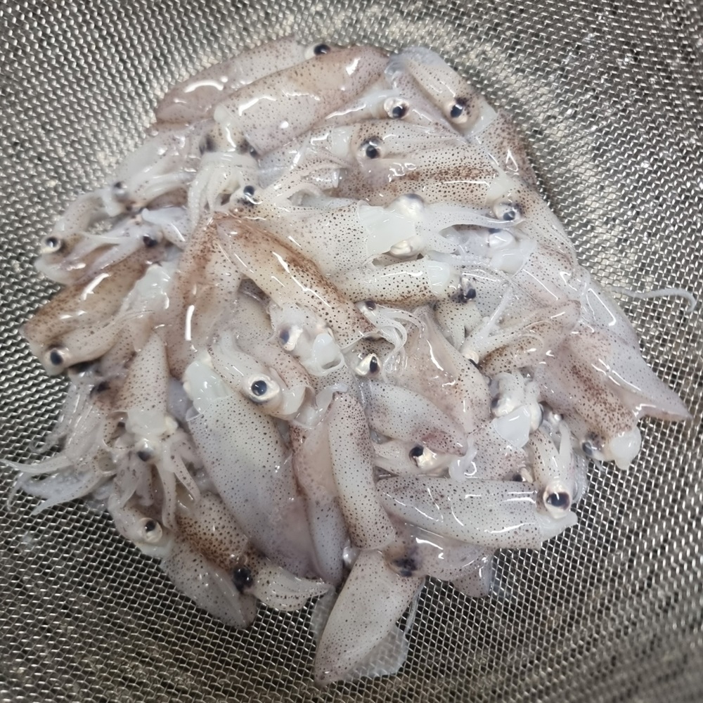 제철 생물 호래기 회 자연산 횟감용 꼴뚜기 새벽조업 당일출고 산지직송