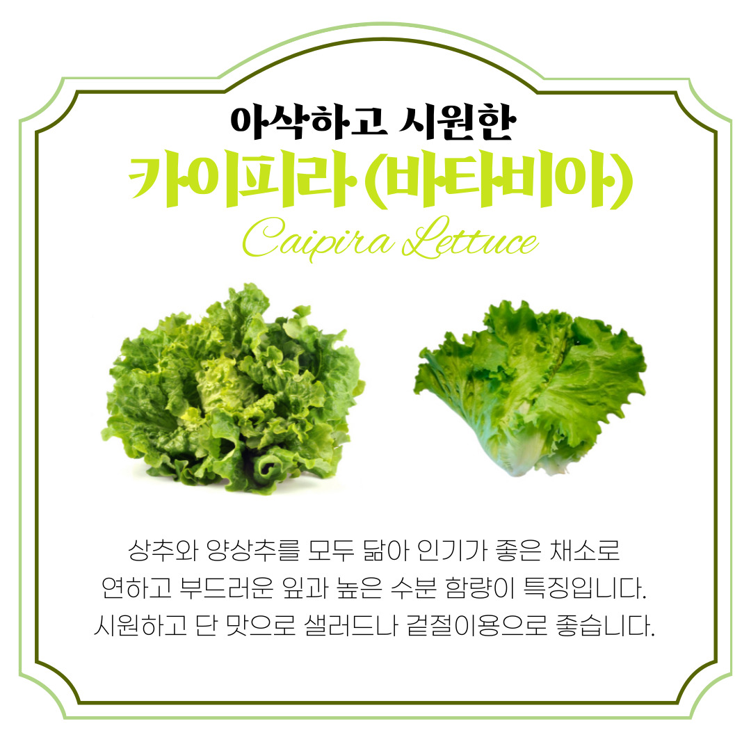 유러피안 샐러드 채소 1kg 로메인 상추 버터헤드 레터스 카이피라 쌈추 이미지 2