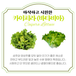 유러피안 샐러드 채소 1kg 로메인 상추 버터헤드 레터스 카이피라 쌈추 맛있게 먹은 솔직 후기 - 상품 이미지 2
