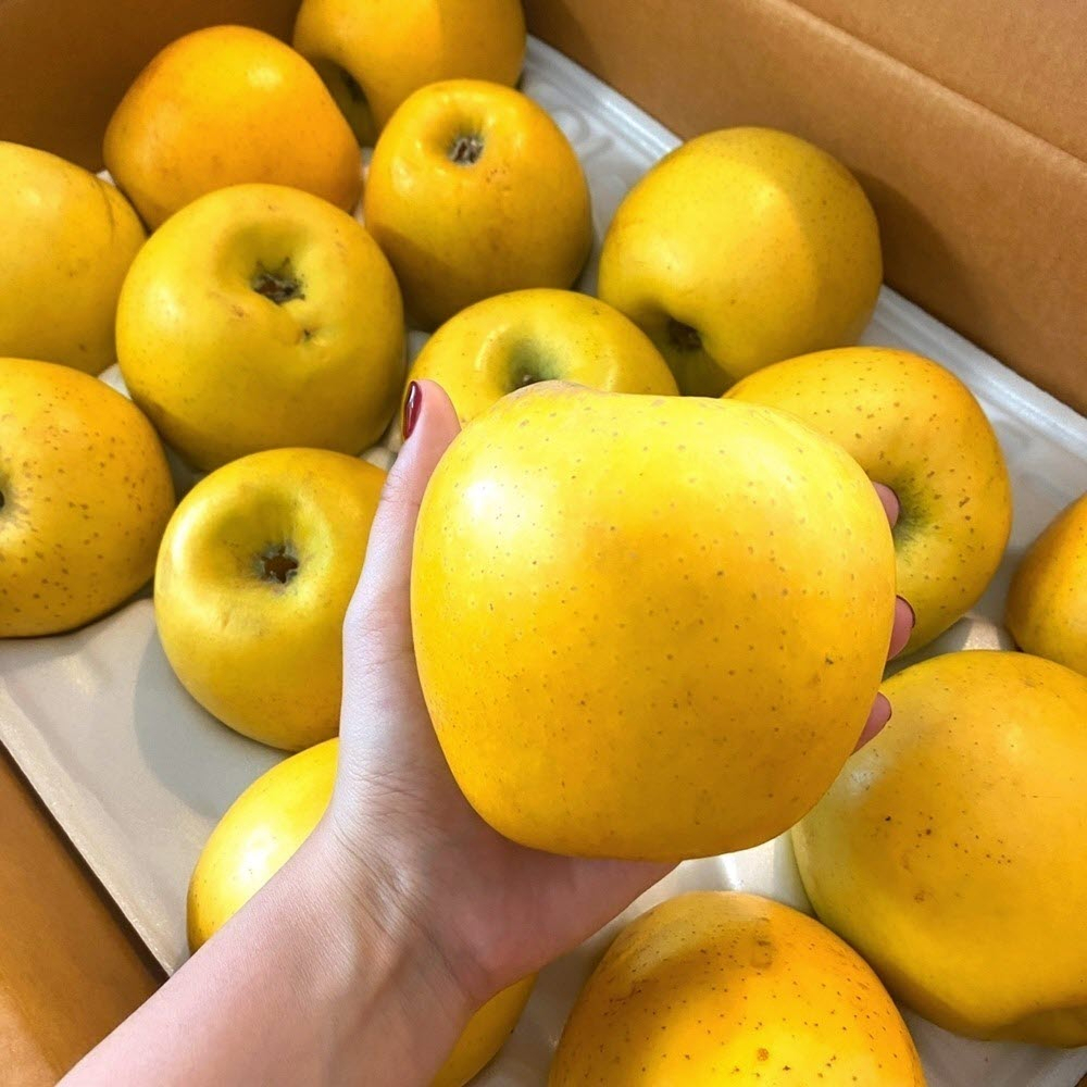[금서율네] 시나노골드 사과 황금사과 5kg 10kg - 상품 이미지