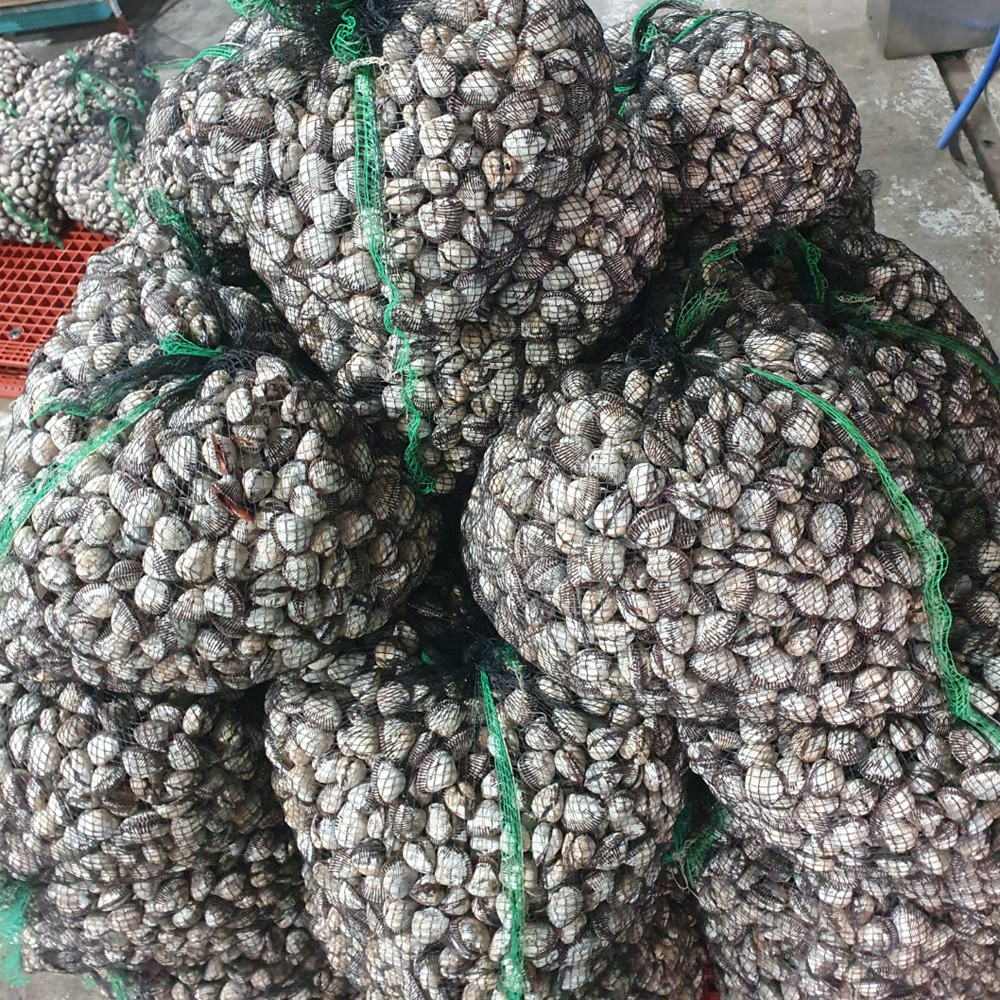 벌교 새꼬막 생물 산지직송 제철 꼬막 산지직송 조업 발송 1kg - 상세 이미지 3
