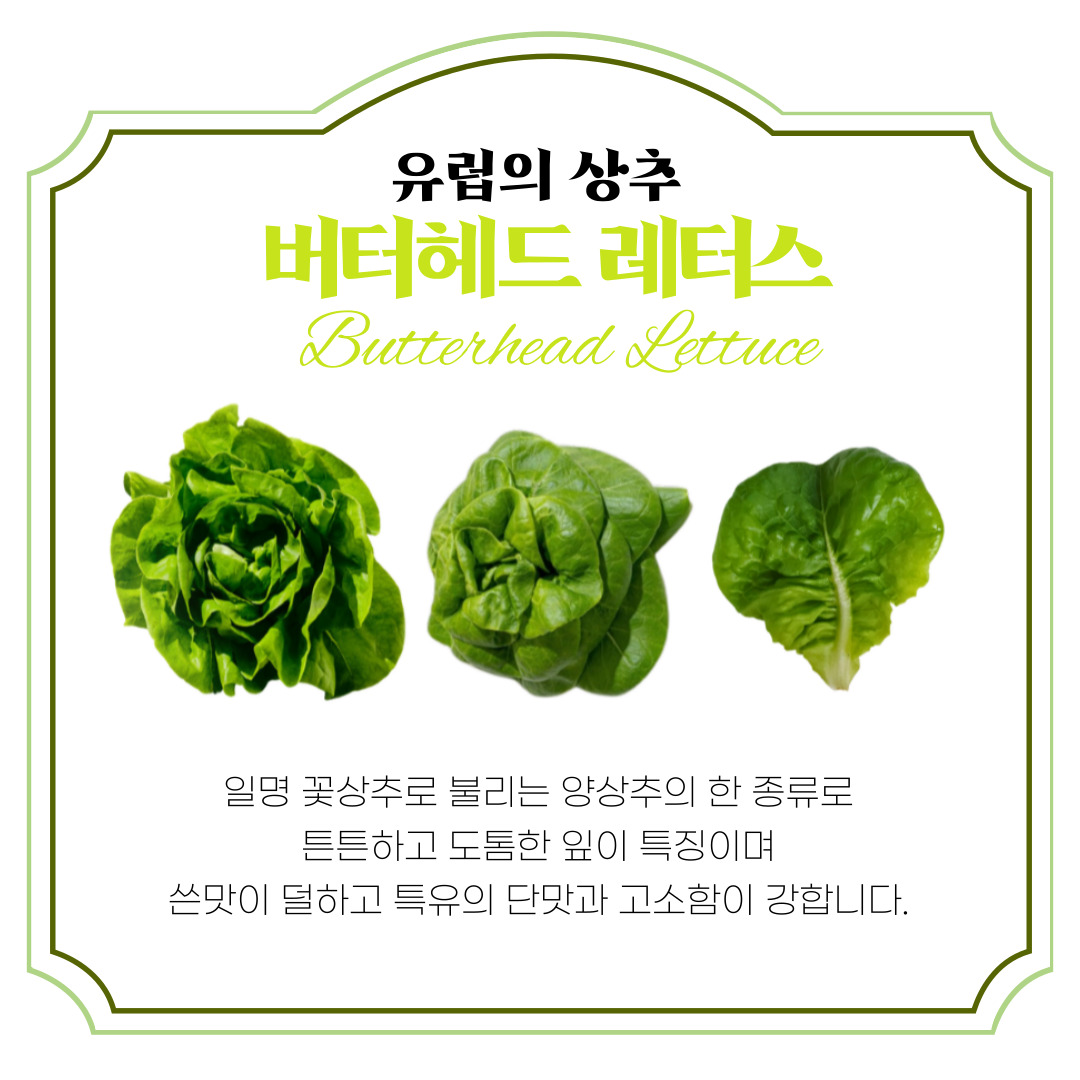 유러피안 샐러드 샐러드 채소 추천 신선한 상추 로메인 상추 버터헤드 상추 활용법