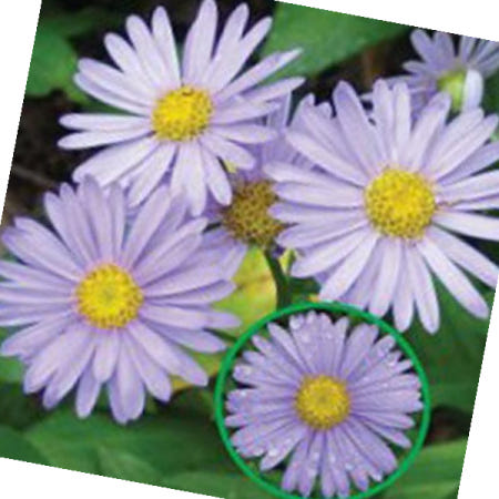 종묘사 벌개미취 꽃 종자 야생화 품종 정원 5000립