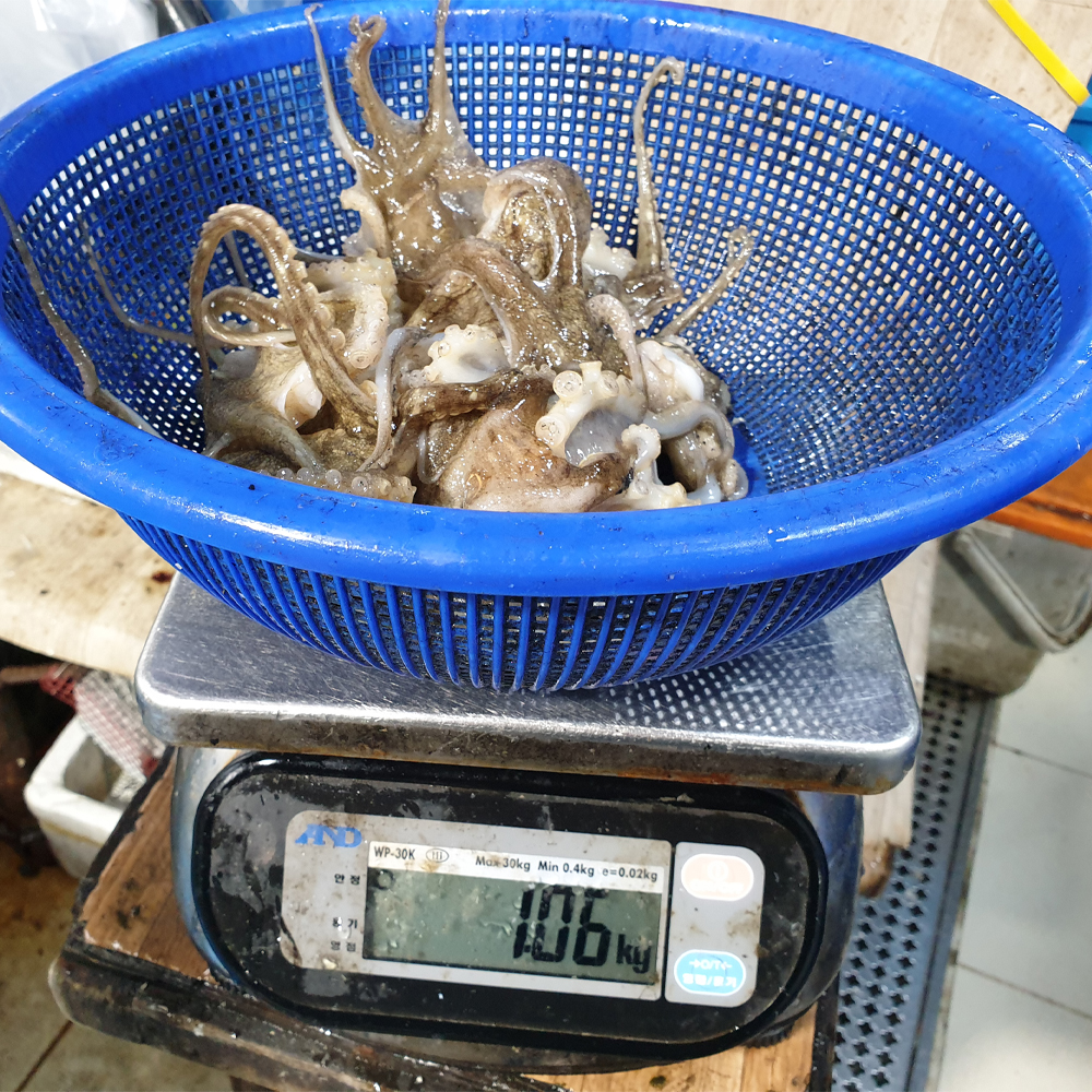 당일조업 발송 서해안 생물 활 쭈꾸미 1kg 제철 쭈꾸미 (12미·15미) - 상세 이미지 2