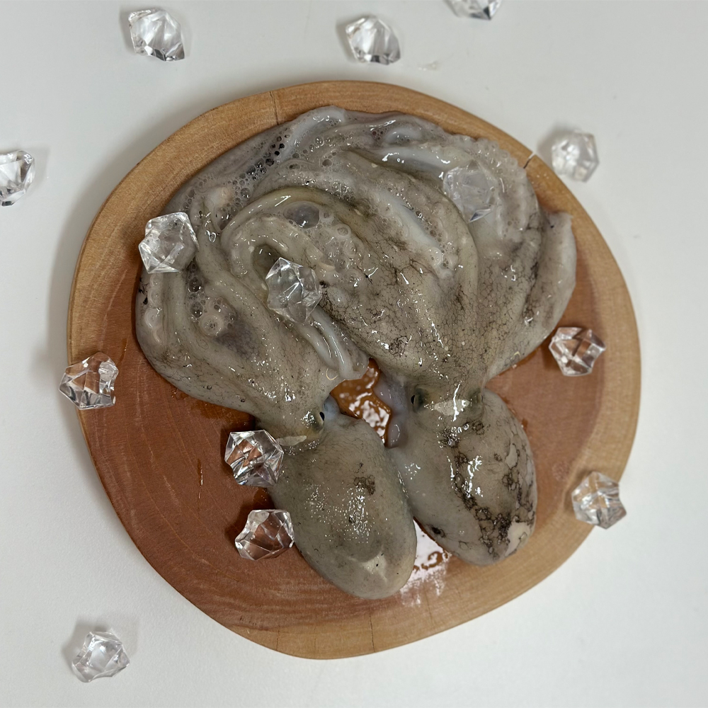 당일조업 발송 서해안 생물 활 쭈꾸미 1kg 제철 쭈꾸미 (12미·15미) - 상세 이미지 5
