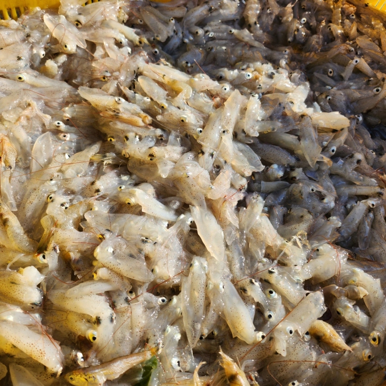 제철 생물 호래기 회 자연산 횟감용 꼴뚜기 새벽조업 당일출고 산지직송