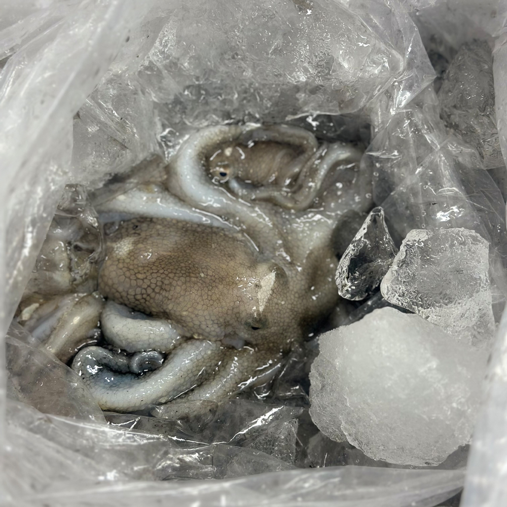 당일조업 발송 서해안 생물 활 쭈꾸미 1kg 제철 쭈꾸미 (12미·15미) - 상세 이미지 3