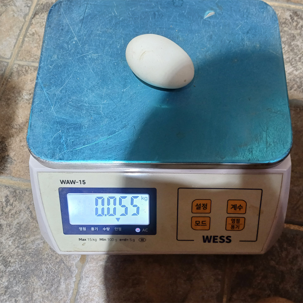 국내산 유기농 수미감자 제철 포슬포슬 감자 1kg 혼합 - 상세 이미지 5