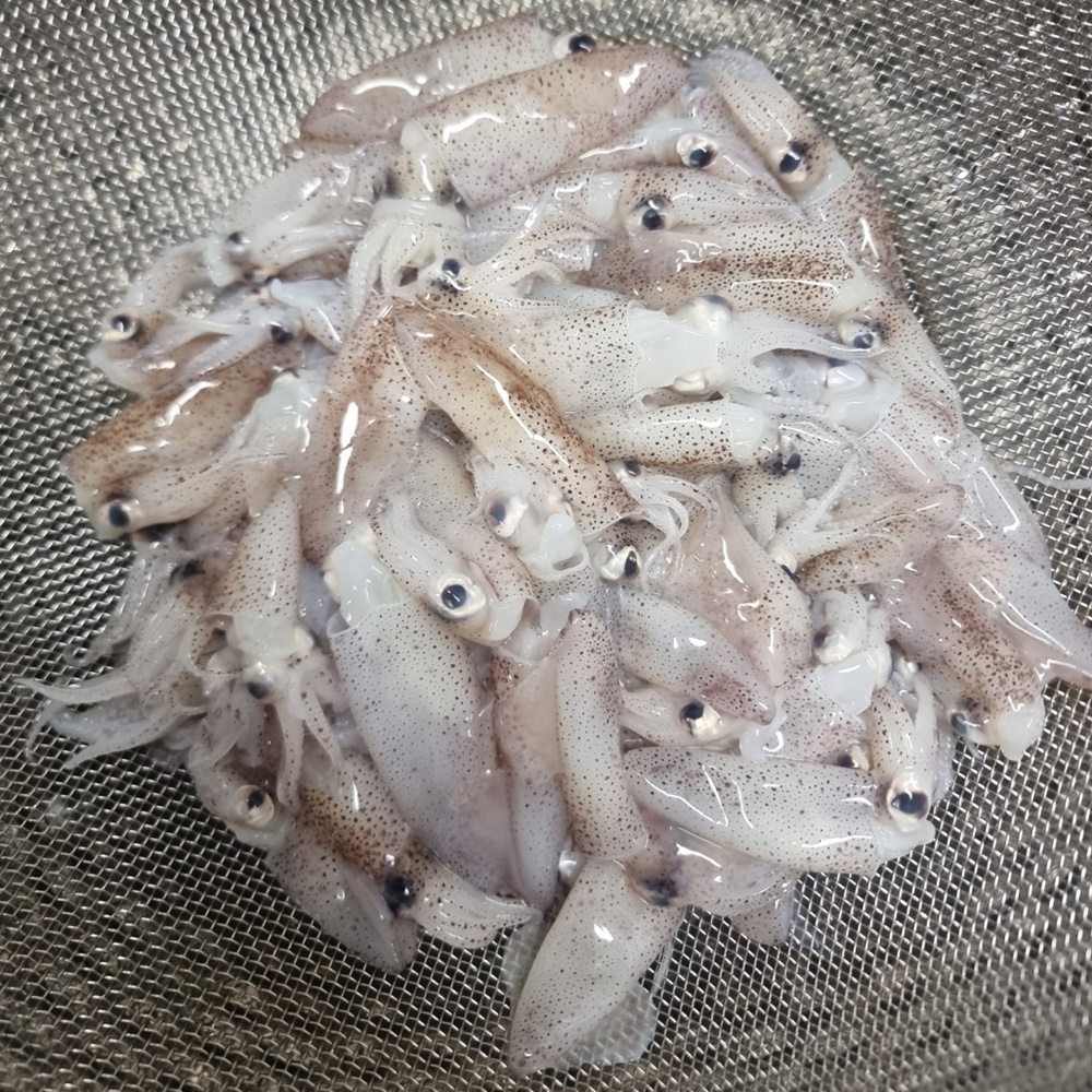 제철 생물 호래기 회 자연산 횟감용 꼴뚜기 새벽조업 당일출고 산지직송