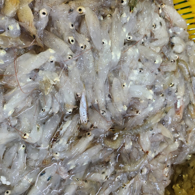 제철 생물 호래기 회 자연산 횟감용 꼴뚜기 새벽조업 당일출고 산지직송