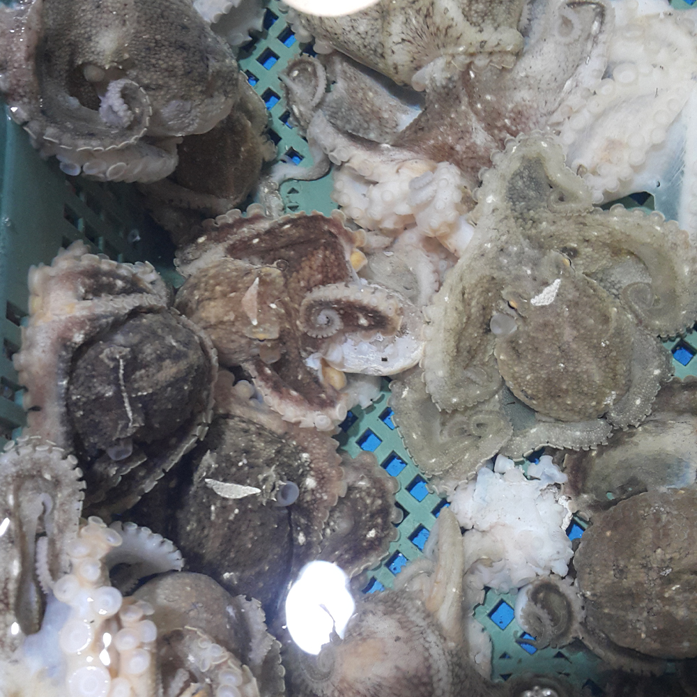 당일조업 발송 서해안 생물 활 쭈꾸미 1kg 제철 쭈꾸미 (12미·15미) - 상품 이미지
