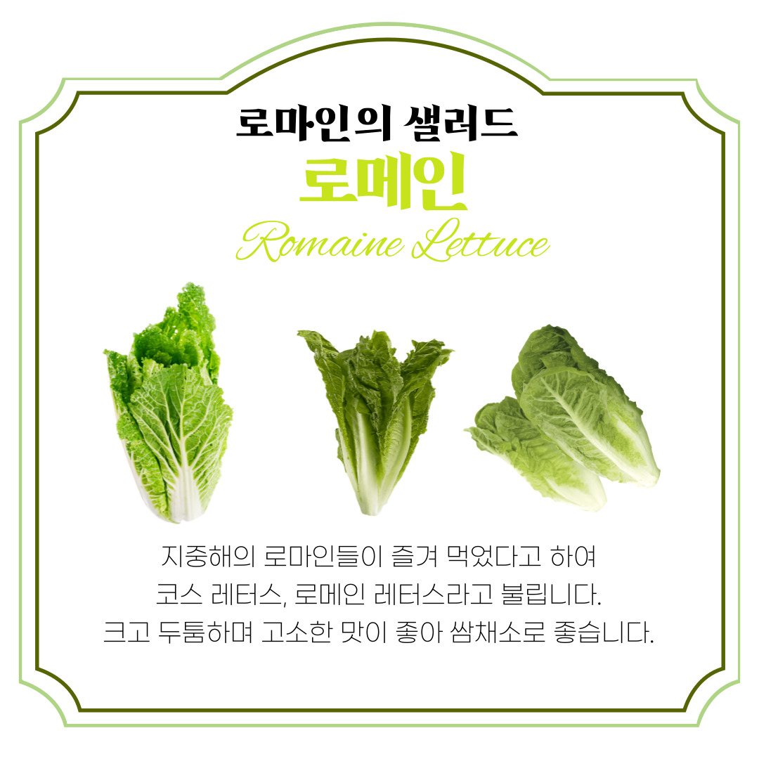 유러피안 샐러드 샐러드 채소 추천 신선한 상추 로메인 상추 버터헤드 상추 활용법