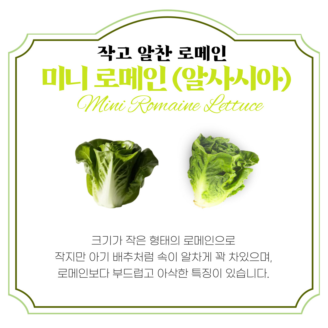 유러피안 샐러드 샐러드 채소 추천 신선한 상추 로메인 상추 버터헤드 상추 활용법