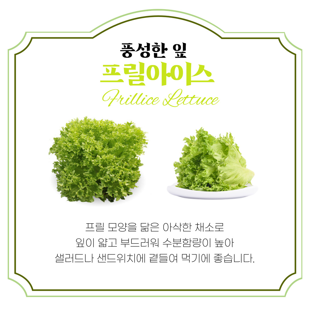 유러피안 샐러드 채소 1kg 로메인 상추 버터헤드 레터스 카이피라 쌈추 이미지 3
