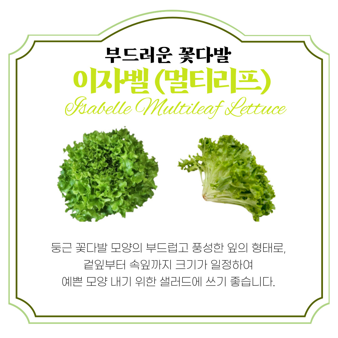 유러피안 샐러드 채소 1kg 로메인 상추 버터헤드 레터스 카이피라 쌈추 이미지 4