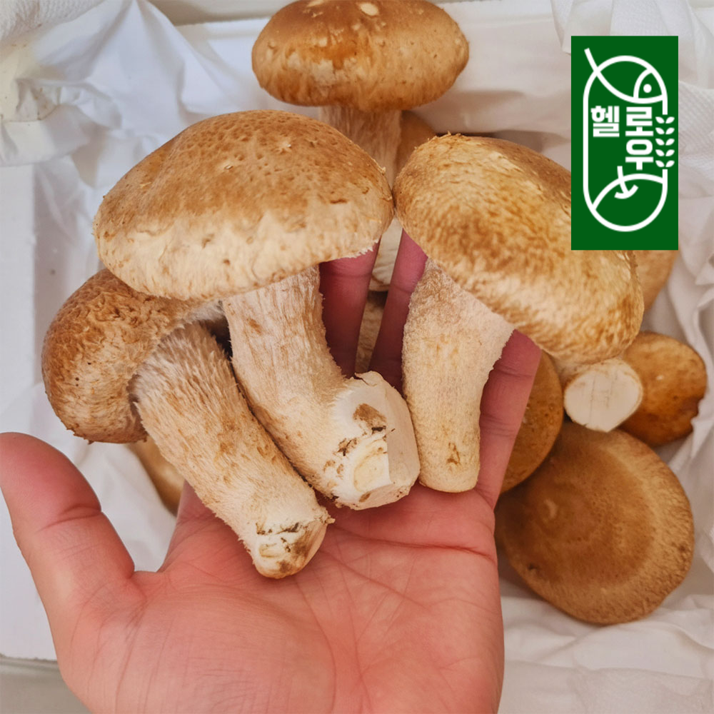 100%국내산 경북특산물 착한 송향버섯 500g 1kg 표고버섯 송이버섯 무농약재배 - 상세 이미지 3