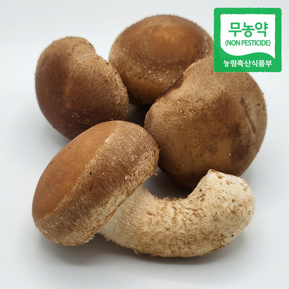 100%국내산 경북특산물 착한 송향버섯 500g 1kg 표고버섯 송이버섯 무농약재배 - 상품 이미지