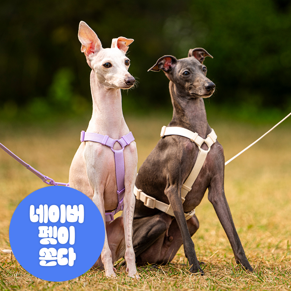 펫트리움 가뿐하네스 강아지하네스 가슴줄 목줄