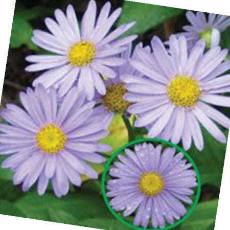 정원꾸미기 벌개미취 꽃 야생화 종자 품종 정원 500립