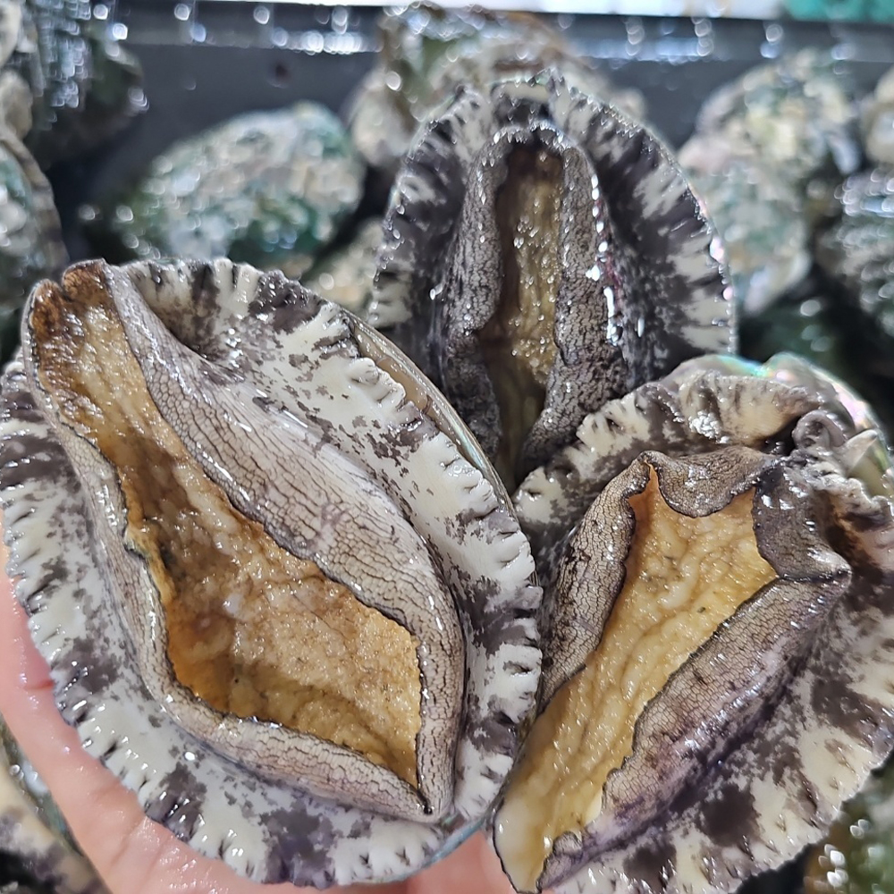 완도 직송 활 전복 횟감용 당일채취 신선전복 1kg - 상세 이미지 5