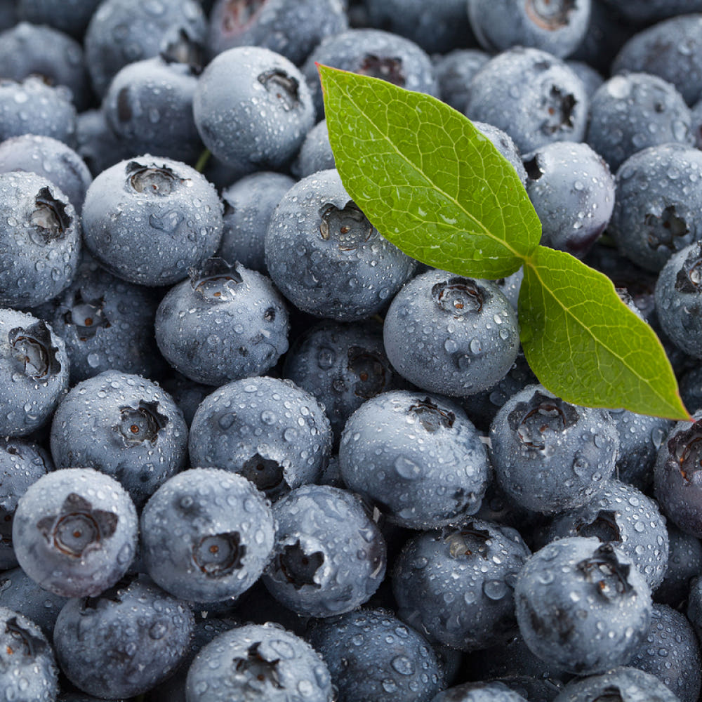 생 블루베리 125g x 3팩