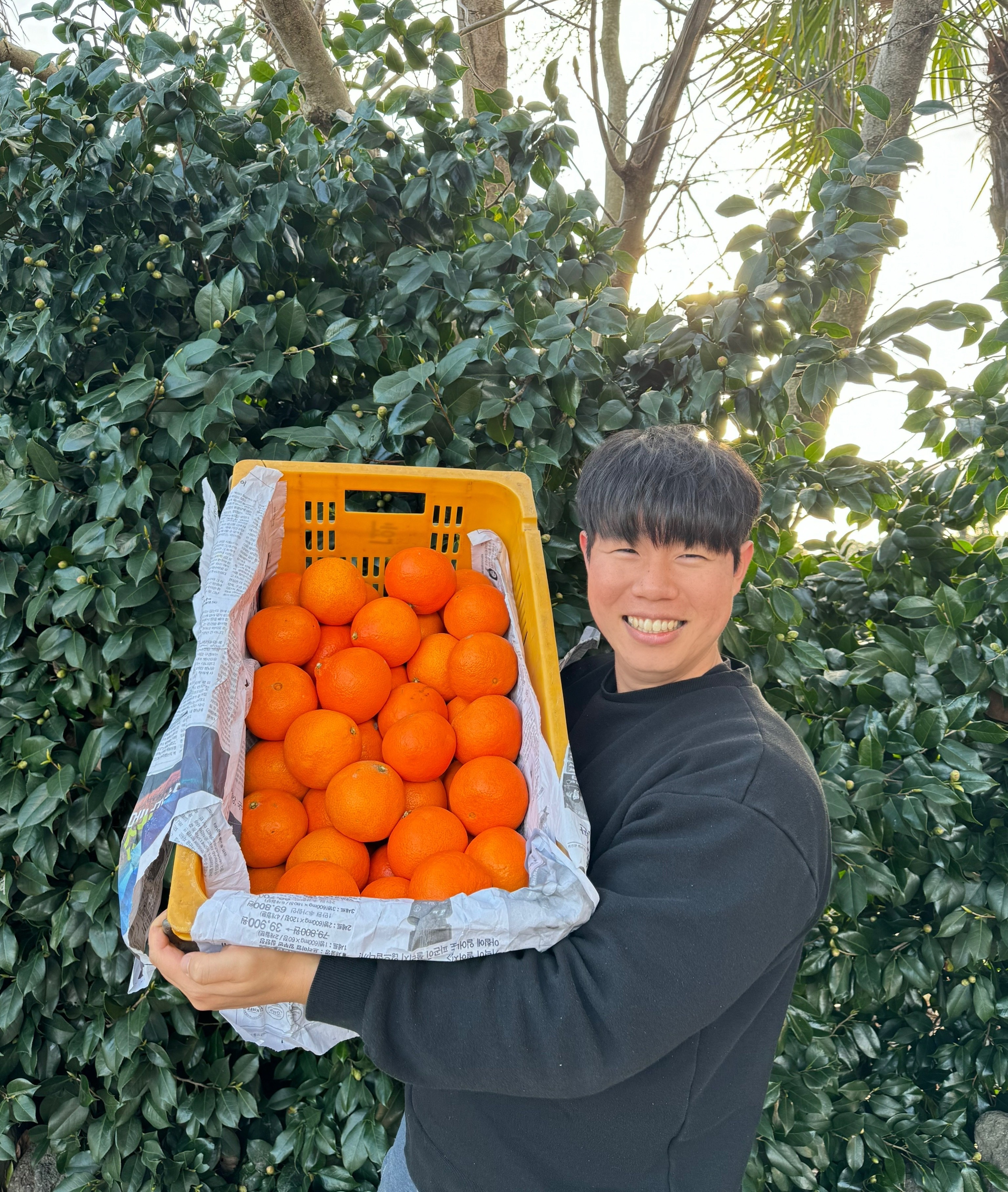 황금향 선물세트 3KG 제주황금향 선물용 3KG 5KG