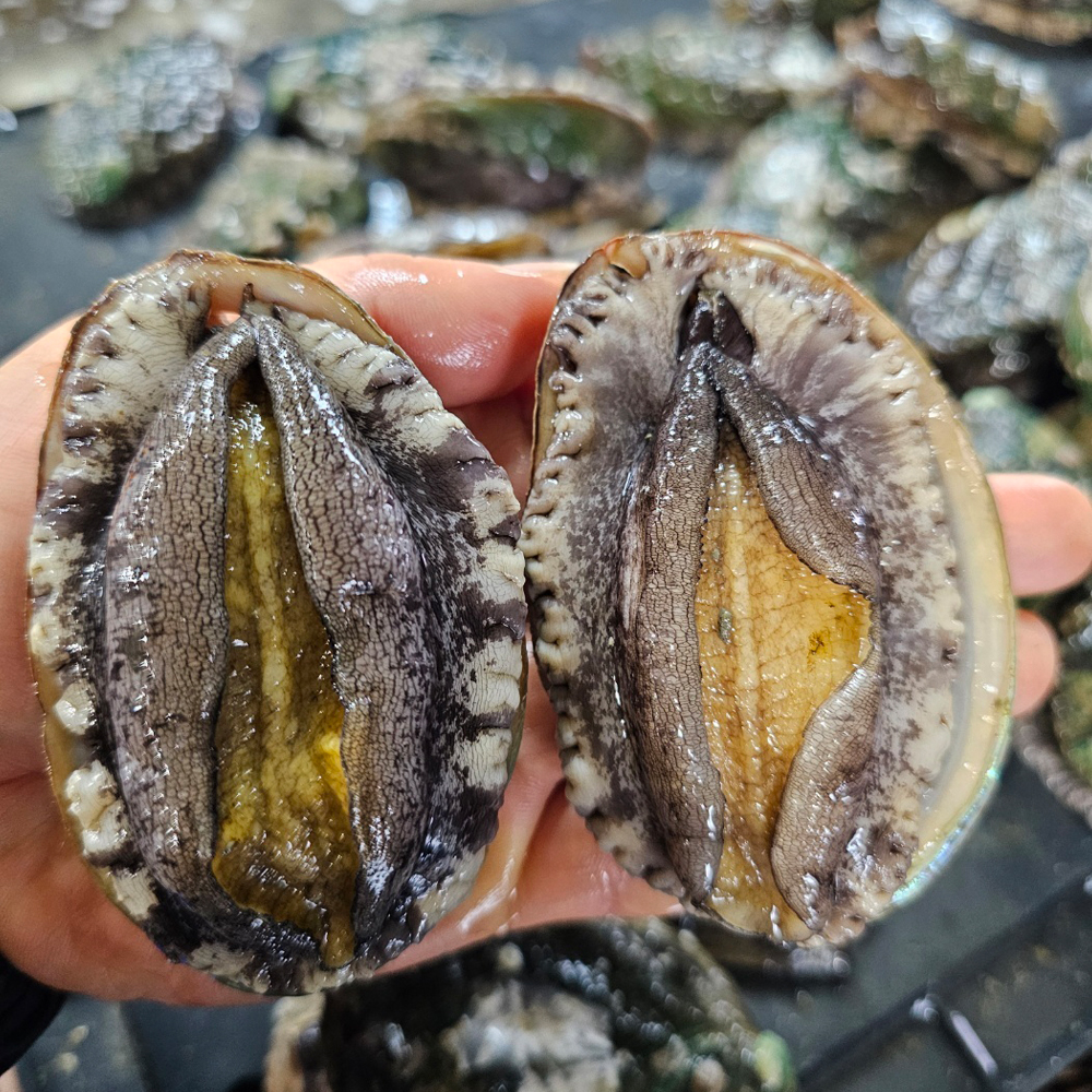 완도 직송 활 전복 횟감용 당일채취 신선전복 1kg - 상품 이미지