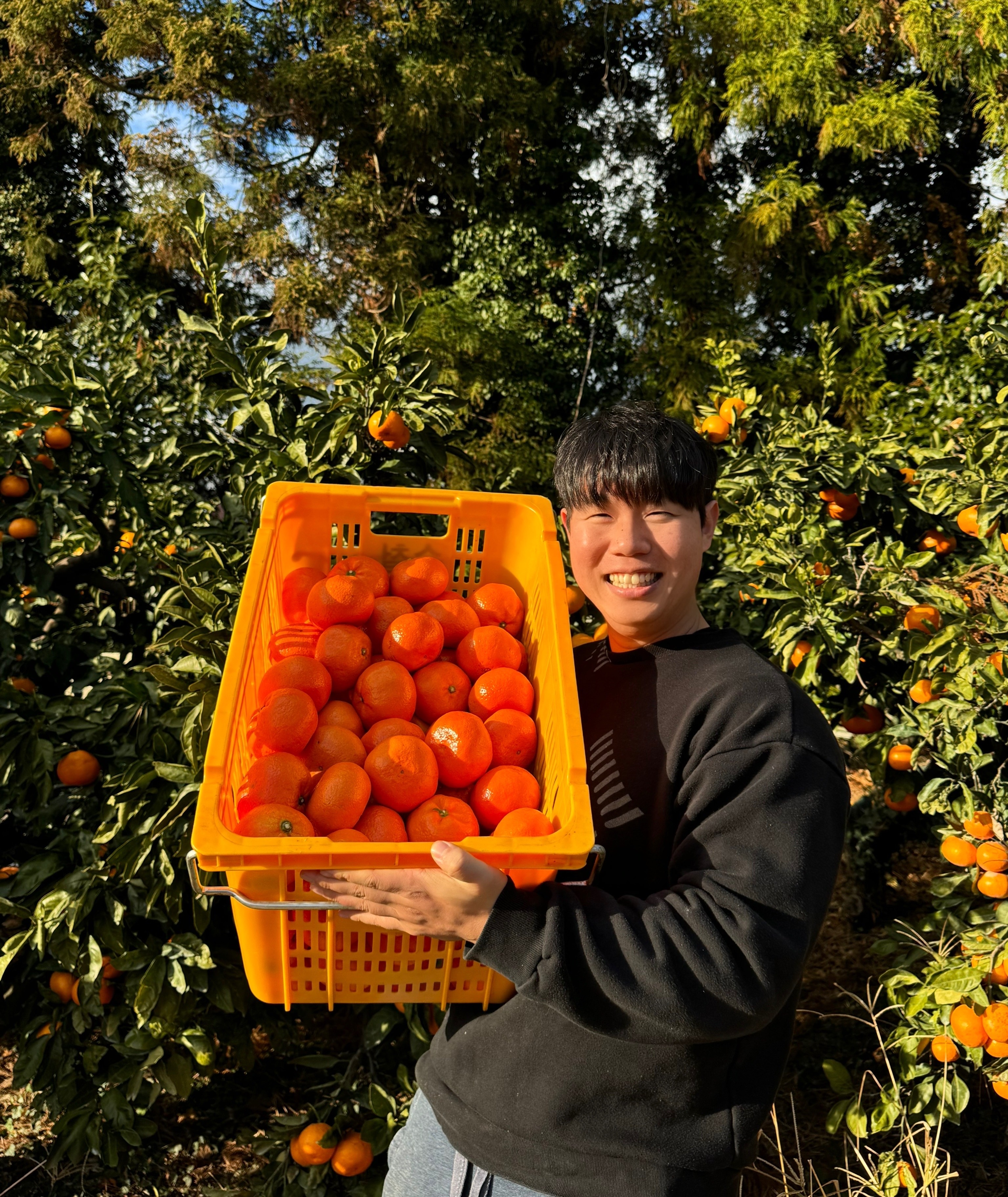 유통하맨x파머들 제주 레드향 꼬마 대과 제수용 1kg 3kg 5kg 10kg 제품 이미지