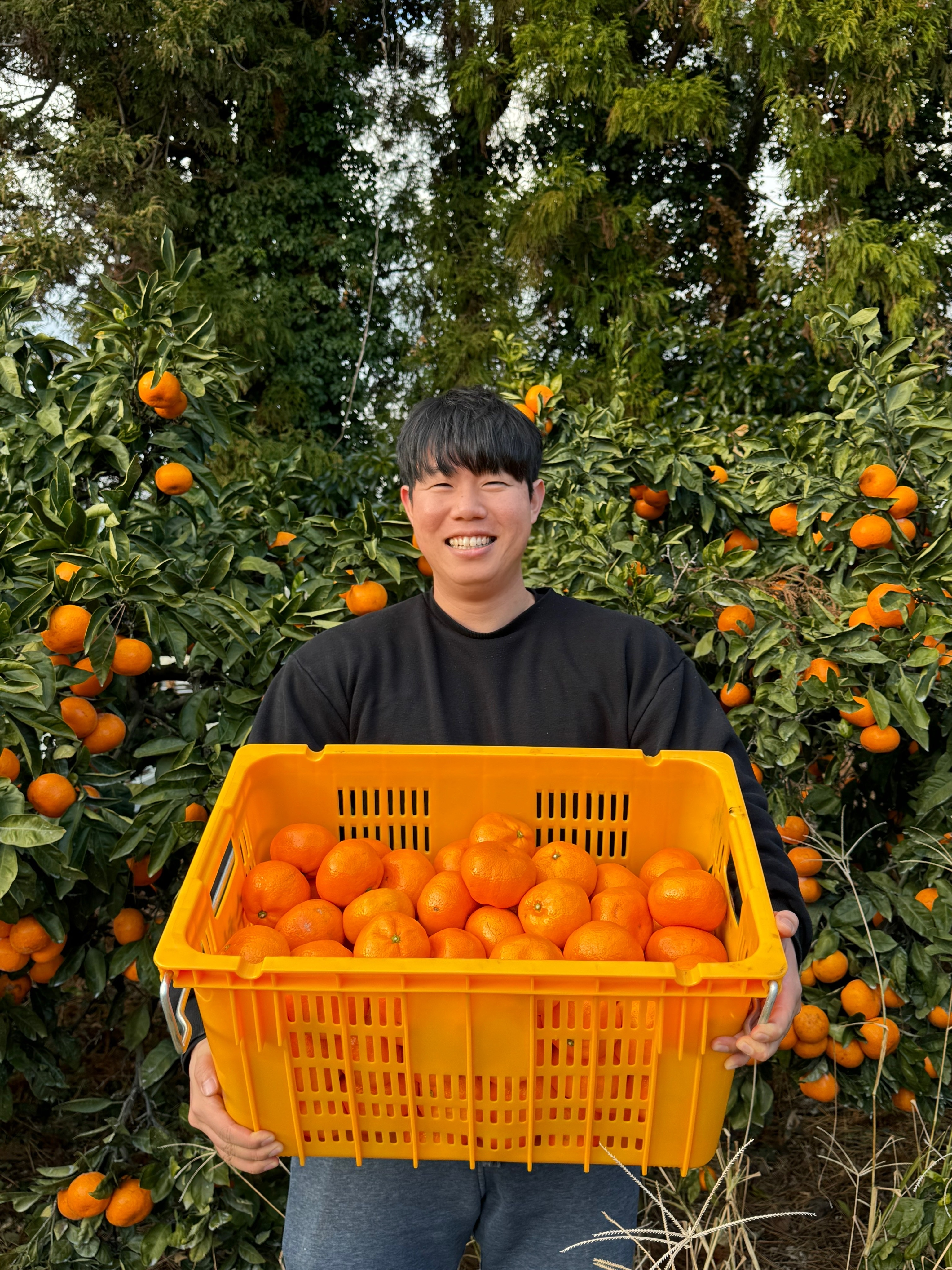 유통하맨x파머들 제주 카라향 비가림감귤 조생 노지 효돈감귤 제철 꼬마 하우스귤 4.5KG 9KG - 상품 이미지