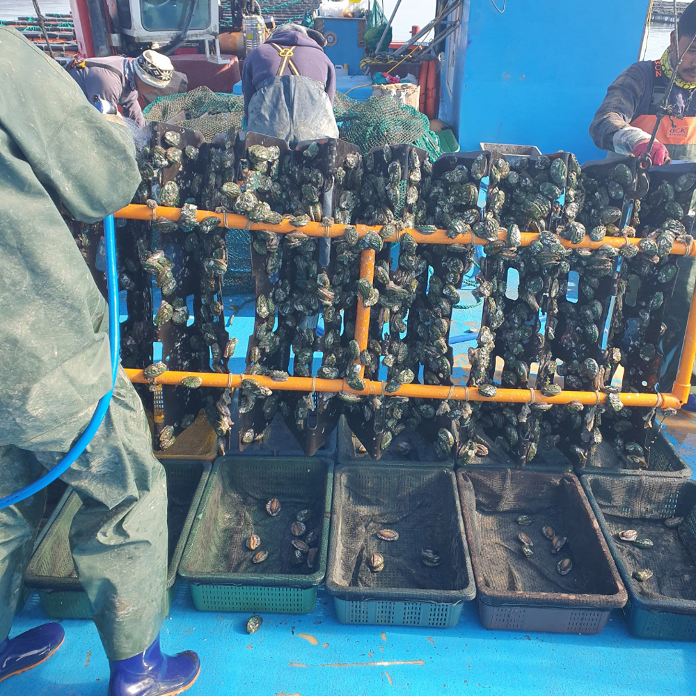 완도 직송 활 전복 횟감용 당일채취 신선전복 1kg - 상세 이미지 2