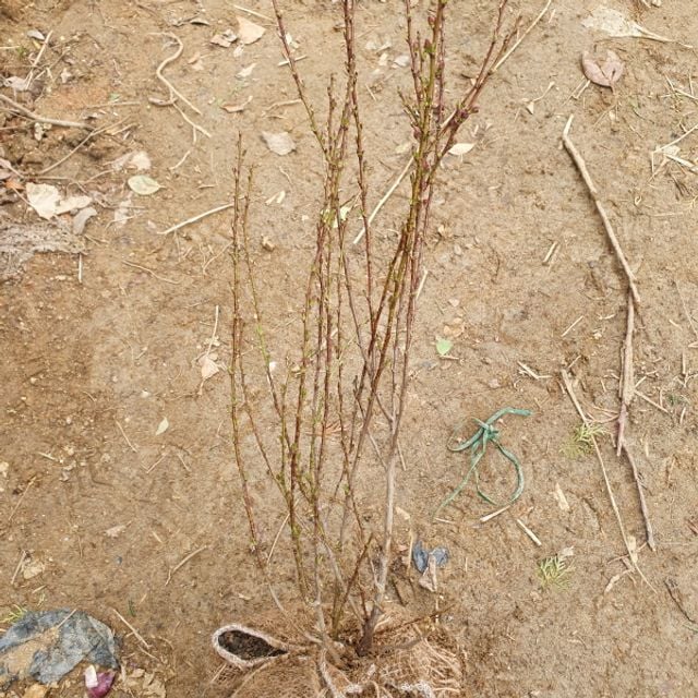 이스라지 키60cm 1주 - 상품 이미지