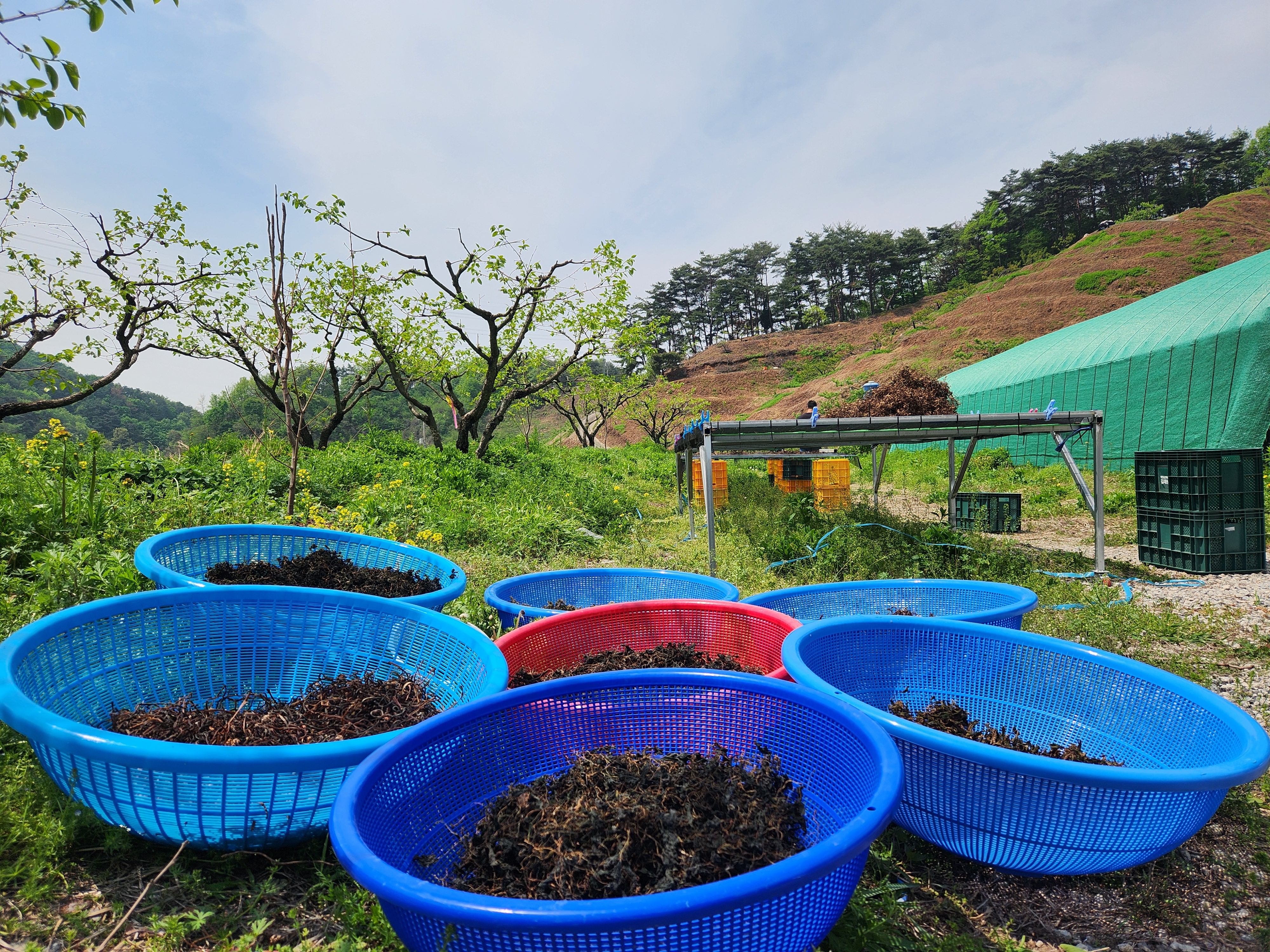 국산 건나물 삶은 묵나물 말린 건고사리 건머위 건토란대 건고구마줄기 건죽순 건취나물 - 상세 이미지 2