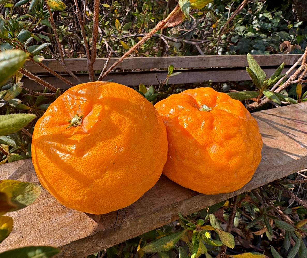 윈터프린스 설국향 수라향 2kg 3kg 5kg 가정용 고당도 신품종 제주감귤 산지직송 - 상품 이미지
