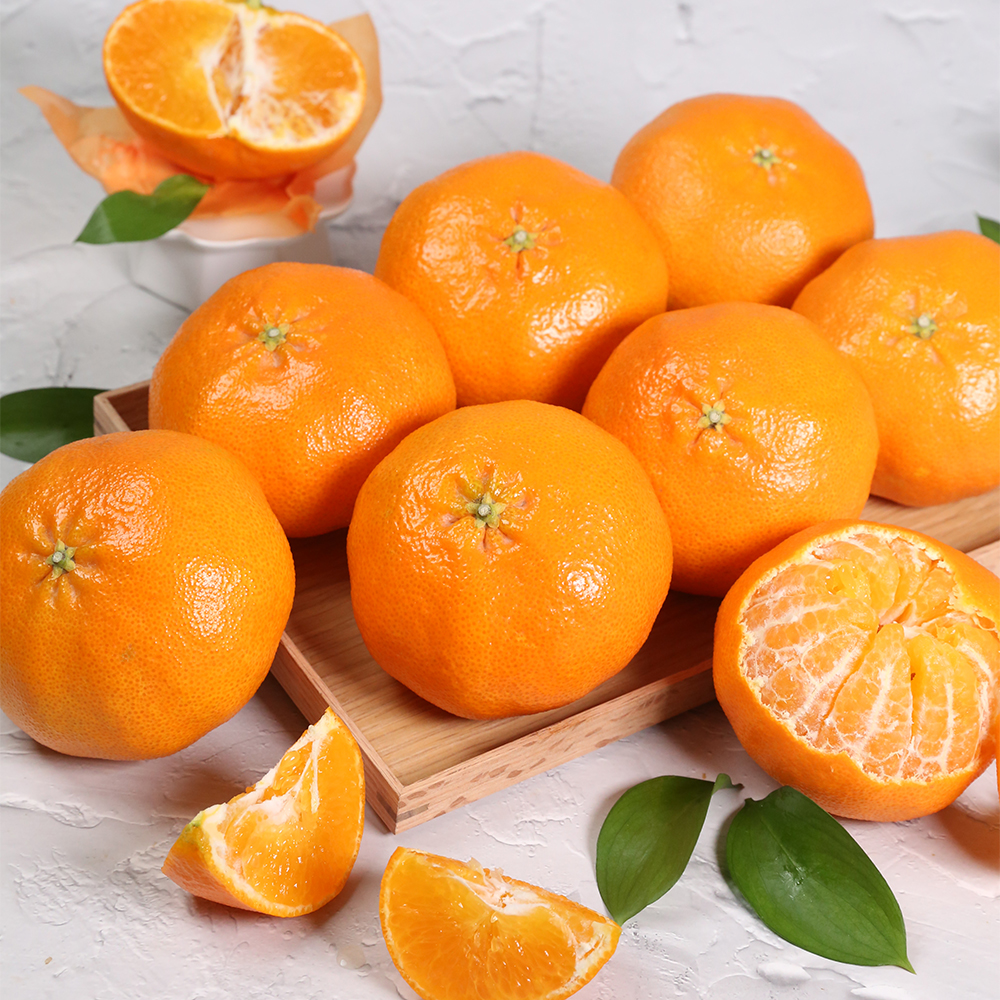 제주 레드향 직배송 프리미엄 가정용 선물세트