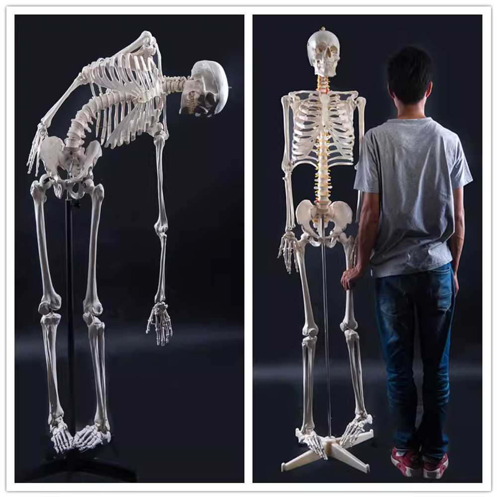해부학 모델 교육용 인체 구조 설명 실습 전시 모형 170cm 골격 - 상세 이미지 3