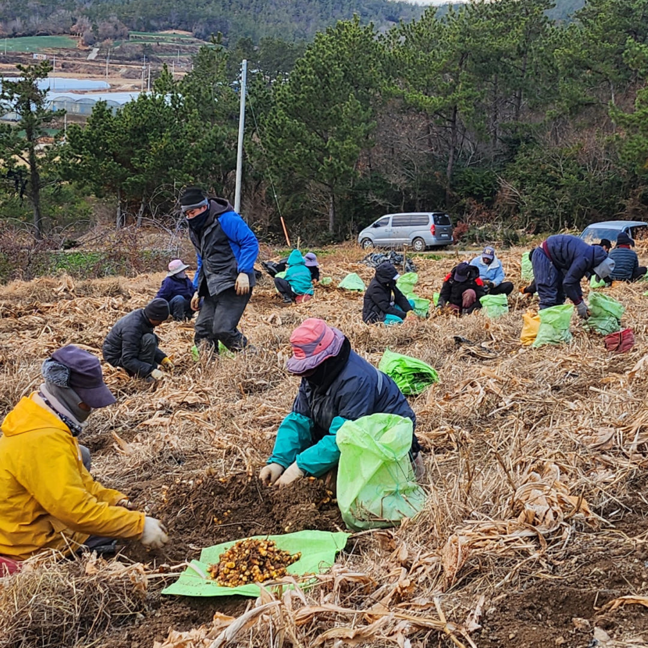 무농약 국산 100% 밥에 뿌려먹는 강황 가루 분말 100g - 상세 이미지 5