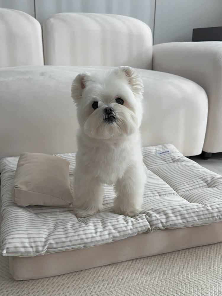 도도로 강아지 침대 애견 고양이 매트 베드 쇼파 사계절