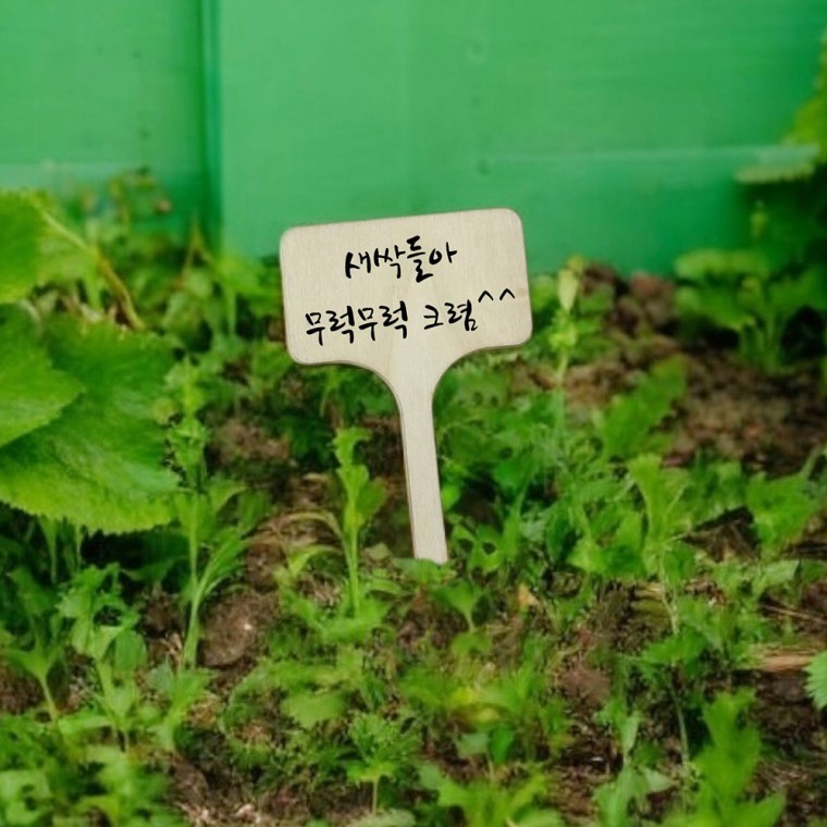 우드 화분 식물 이름표 10개 - 상품 이미지