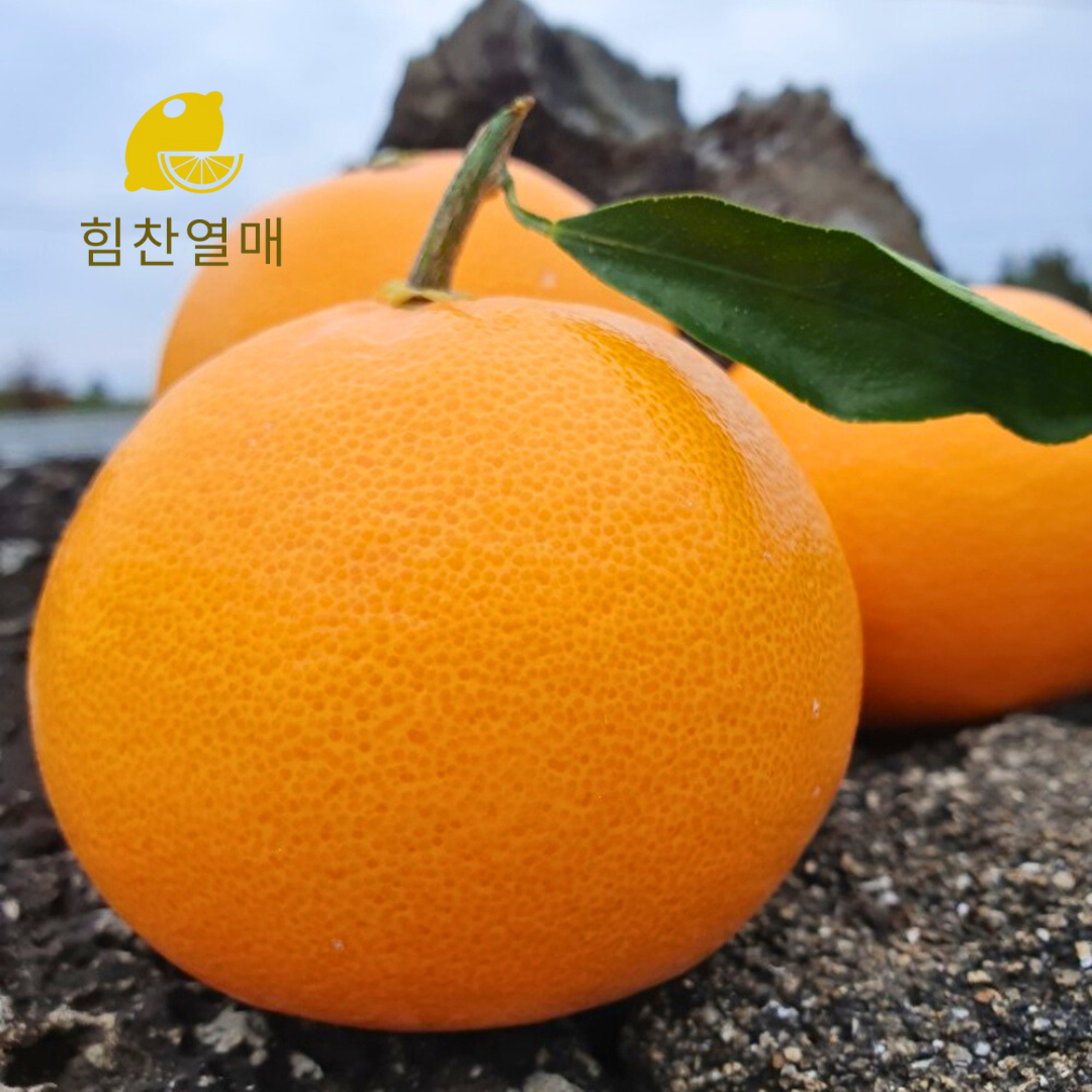 제주 천혜향 고당도 가정용 선물용 3kg 5kg - 상품 이미지