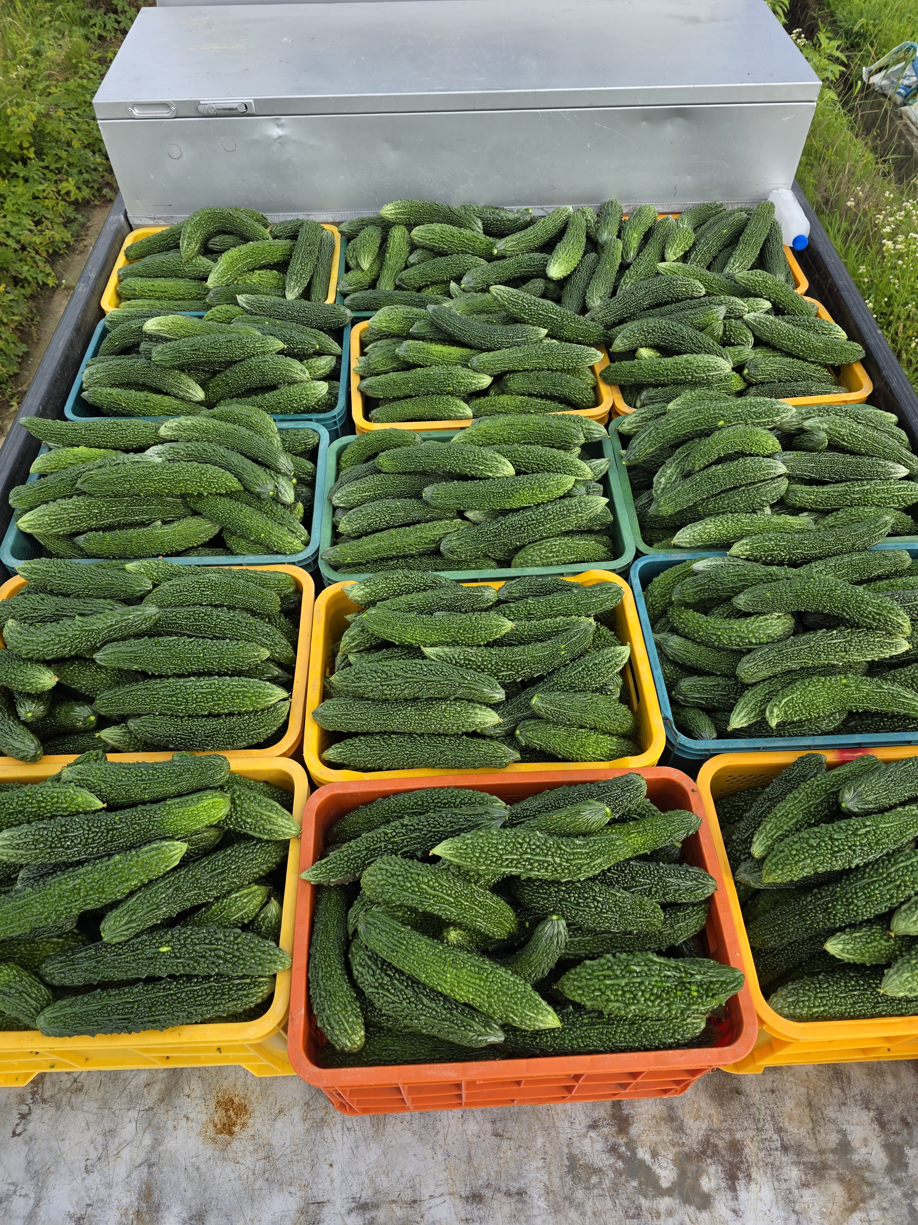 국산 볶은여주 여주차 건여주 100g, 1개 - 상세 이미지 3