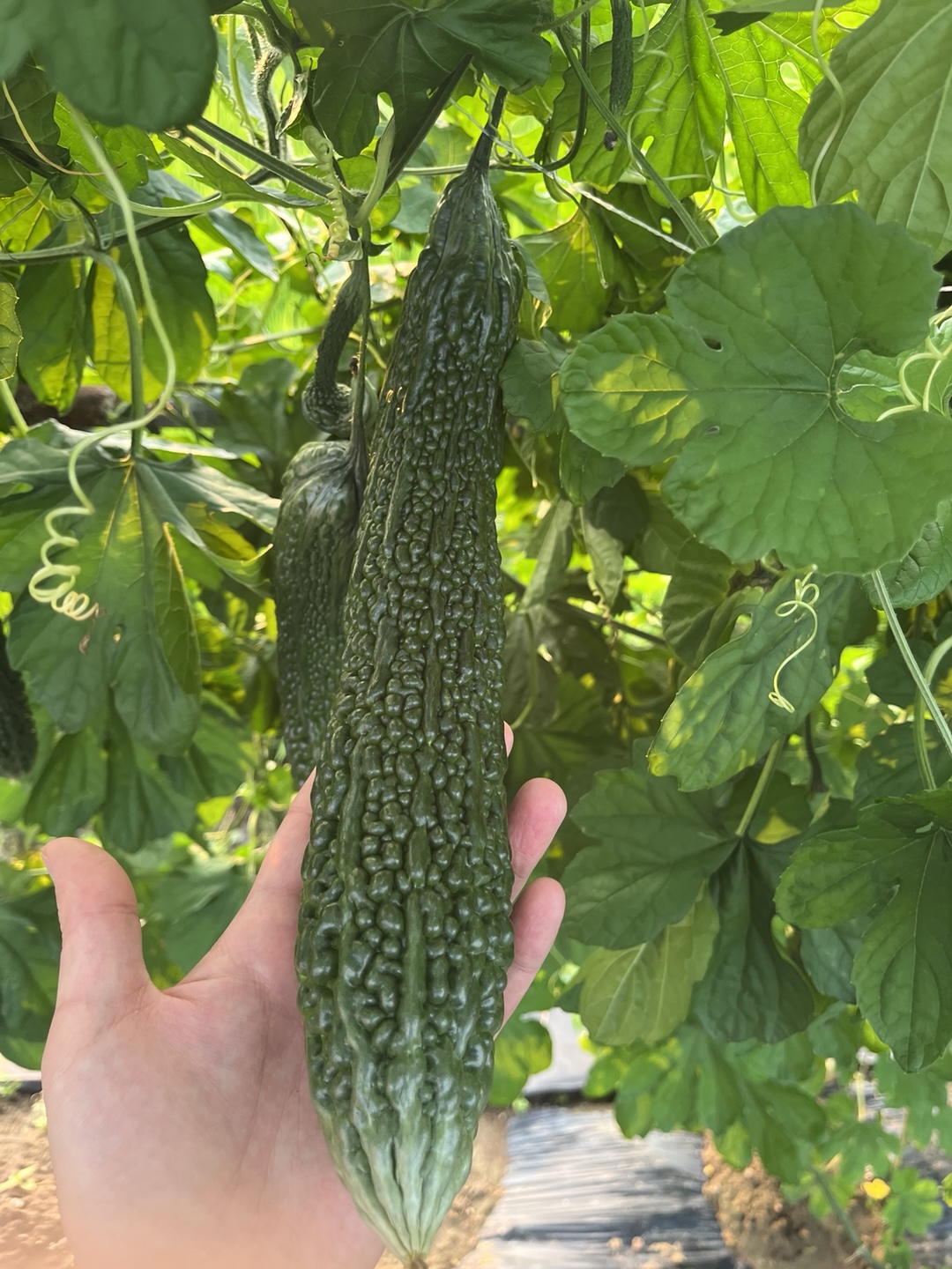 국산 볶은여주 여주차 건여주 100g, 1개 - 상세 이미지 4
